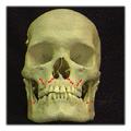 full_skull-front_plates_430x430.GIF - 112093 Bytes